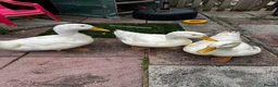 Ducks poultry for sale: Pekin Ducks x3  - Advert 2