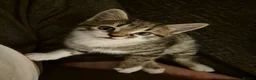Mixed Breed cats for sale: 2 beautiful kittens for sale! - Advert 3