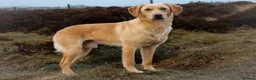 Labrador Retriever dogs for stud: OFTAW Carnochway Glamis  - Advert 5