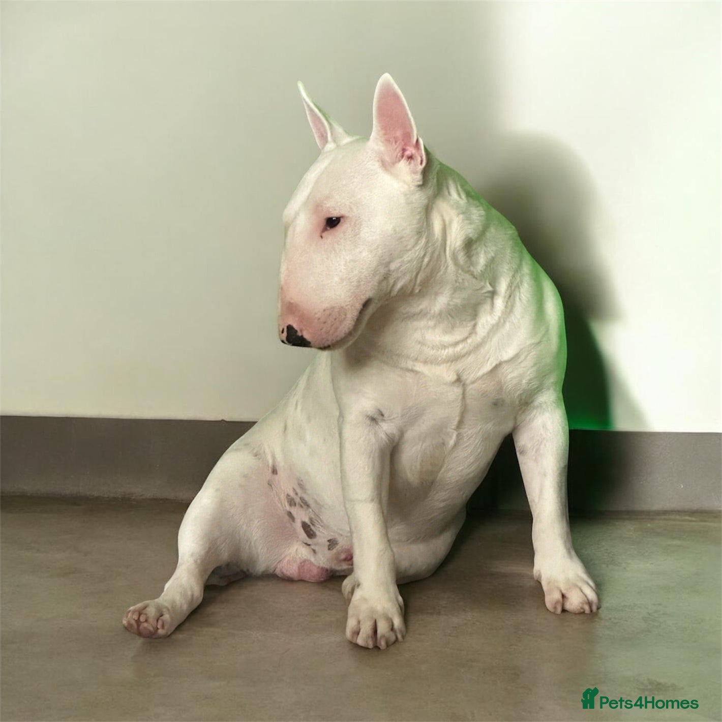 Miniature Bull terrier dogs RKC reg Minature Bull terrier  - Advert 17