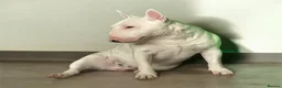 Miniature Bull terrier dogs for sale: RKC reg Minature Bull terrier  - Advert 1