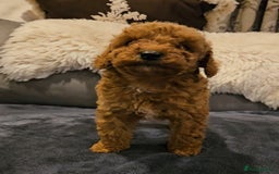 Maltipoo dogs for sale: F1b maltipoo puppies - Image 11