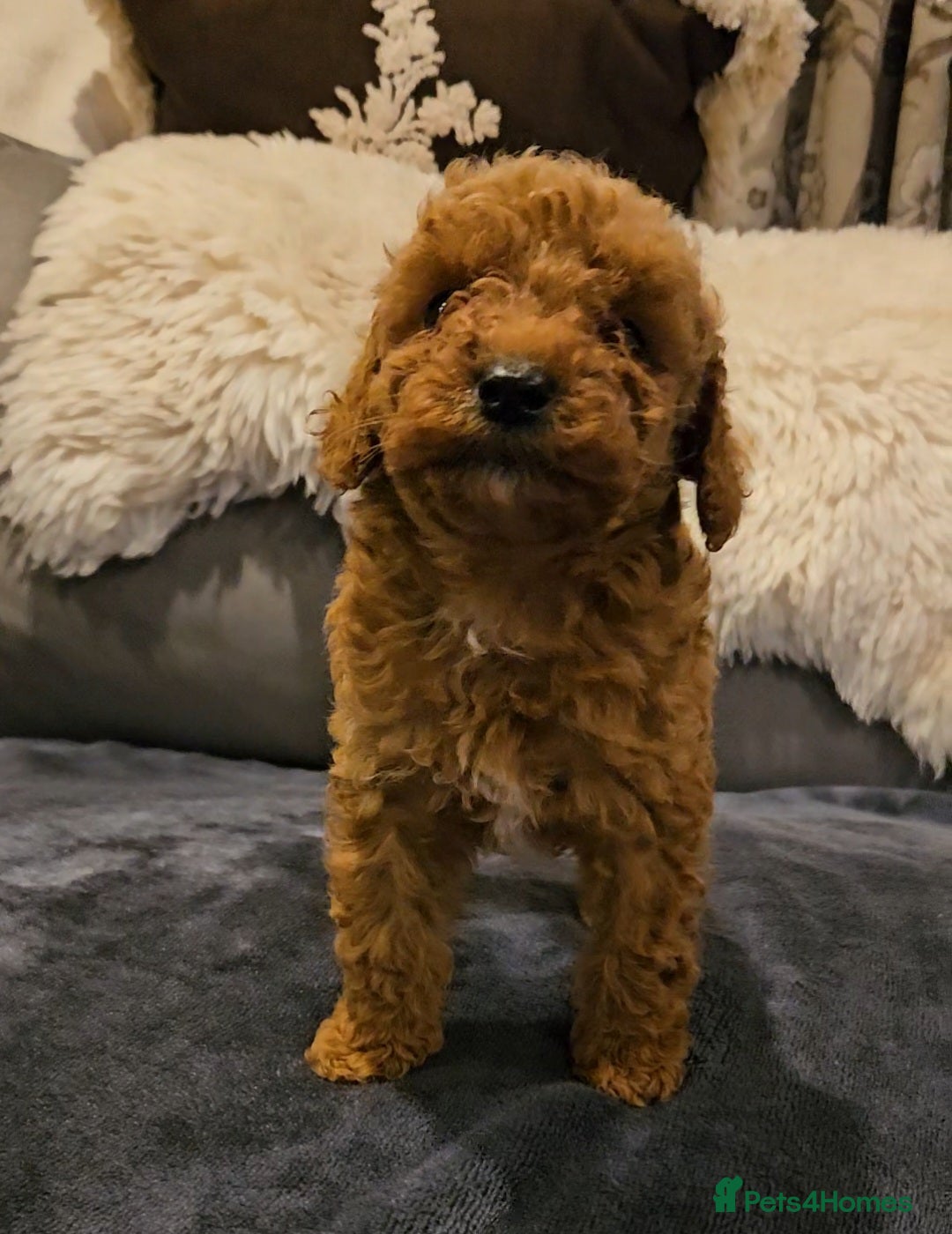 Maltipoo dogs for sale: F1b maltipoo puppies - Image 11