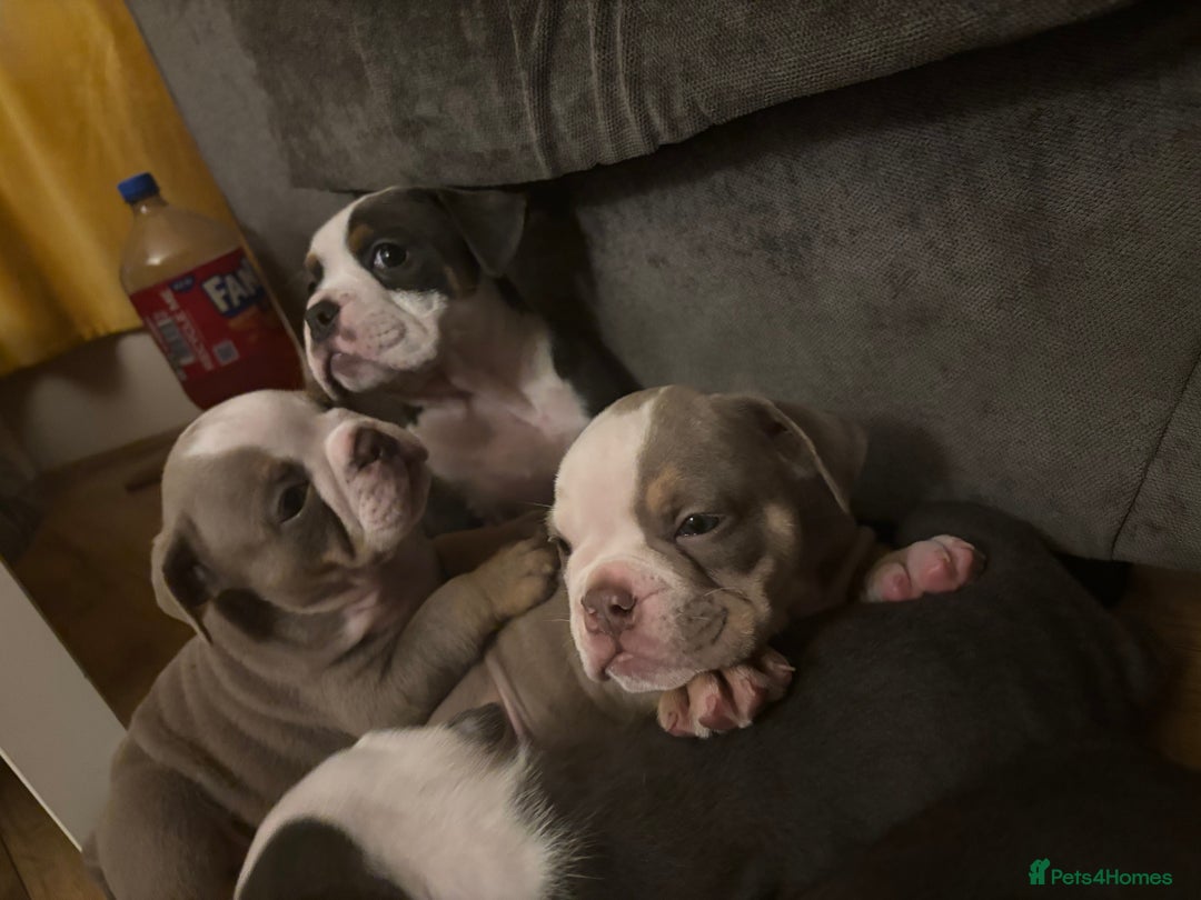 Olde English Bulldogge dogs for sale: Olde English bulldogs puppies  - Image 32