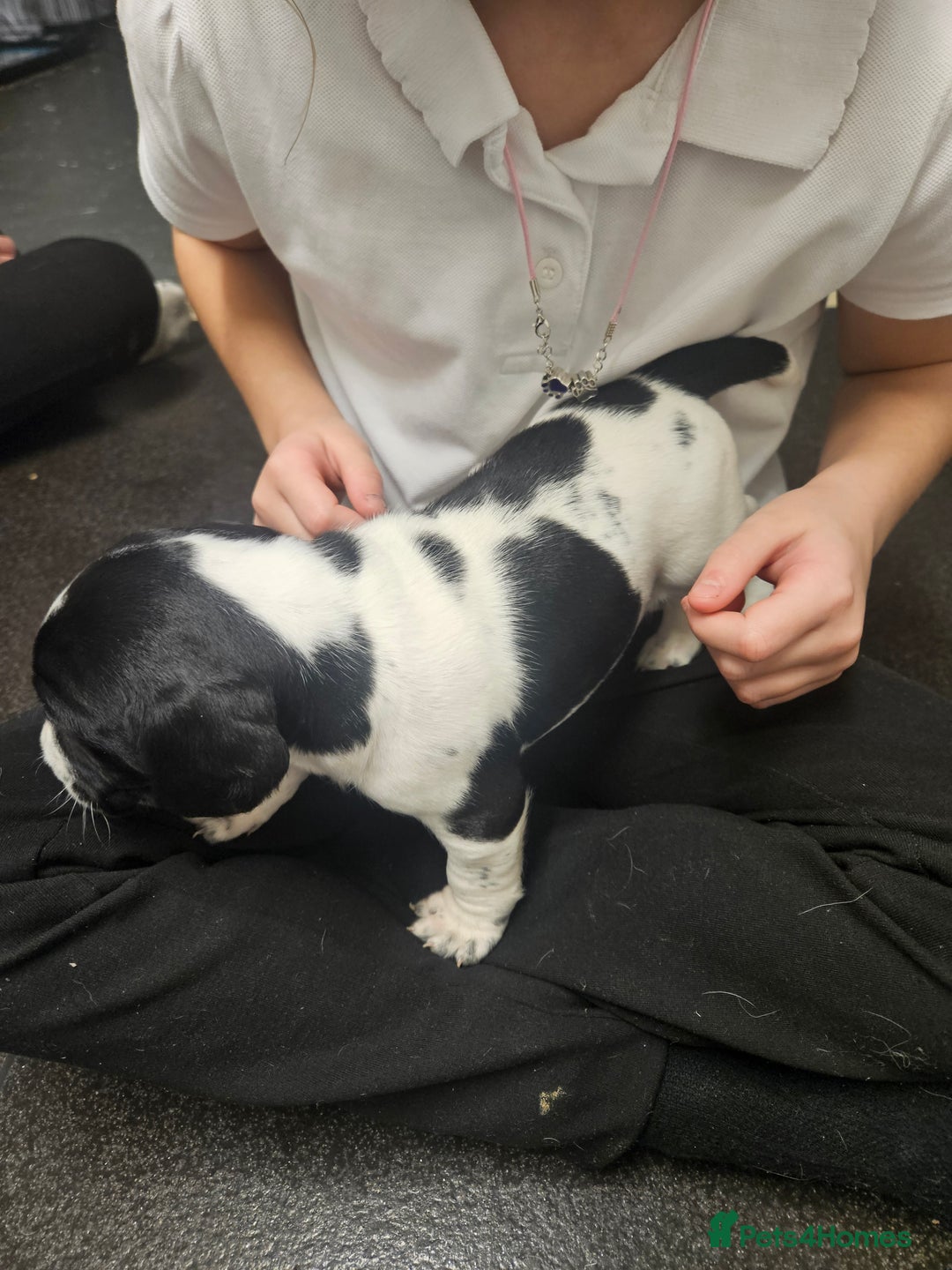 Cocker Spaniel dogs for sale: Cocker spainels x bocker - Advert 6