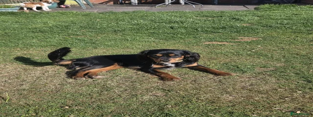Stella