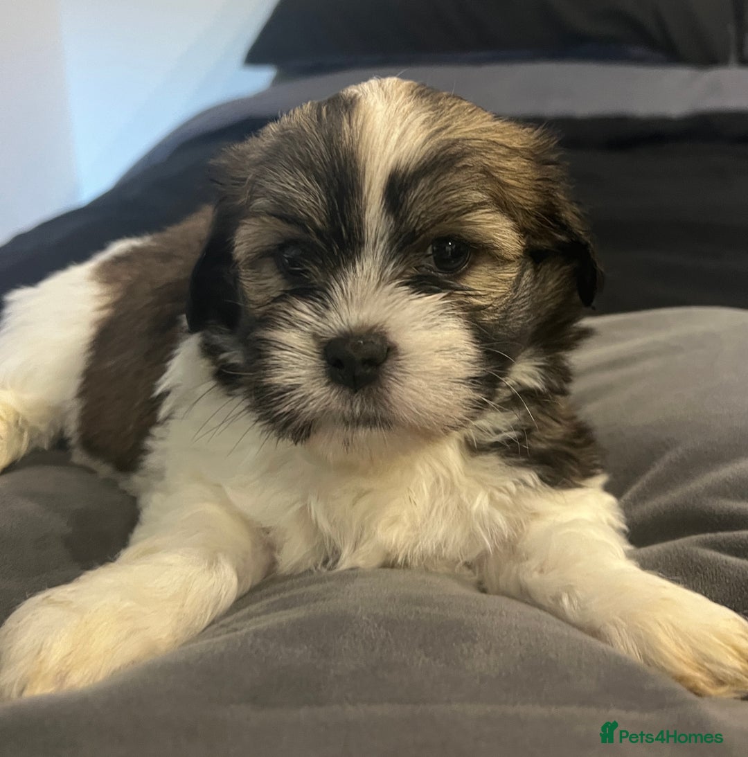 Mixed Breed dogs for sale: Beautiful Lhasa Apso X Bichon Frise puppies. - Image 1