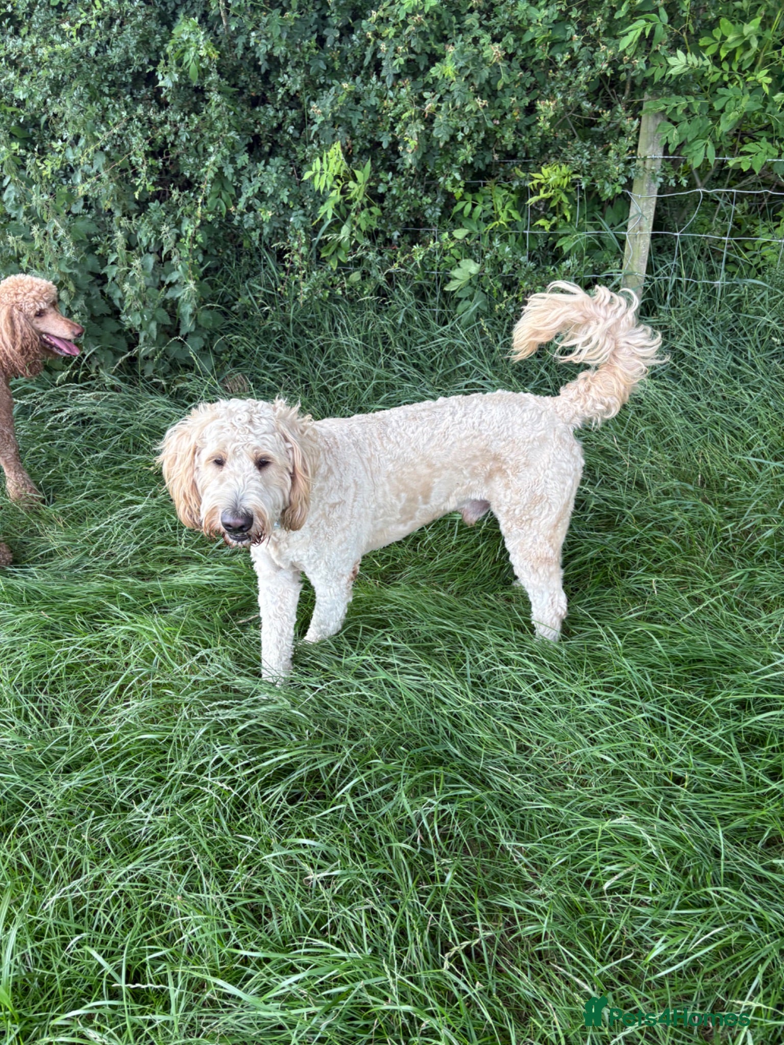 Goldendoodle dogs Goldendoodle for Stud - Advert 2