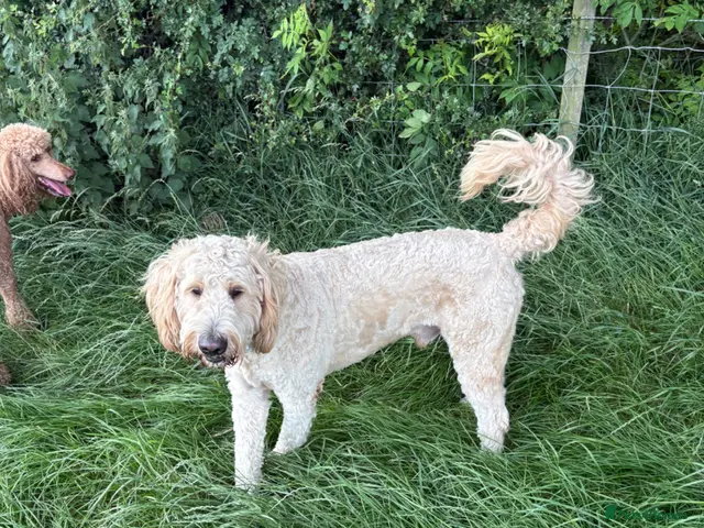 Goldendoodle dogs for stud: Goldendoodle for Stud - Advert 2