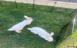 Mixed Breed rabbits for sale: Stunning blue eyed four bunnies ready for new home - Image 8
