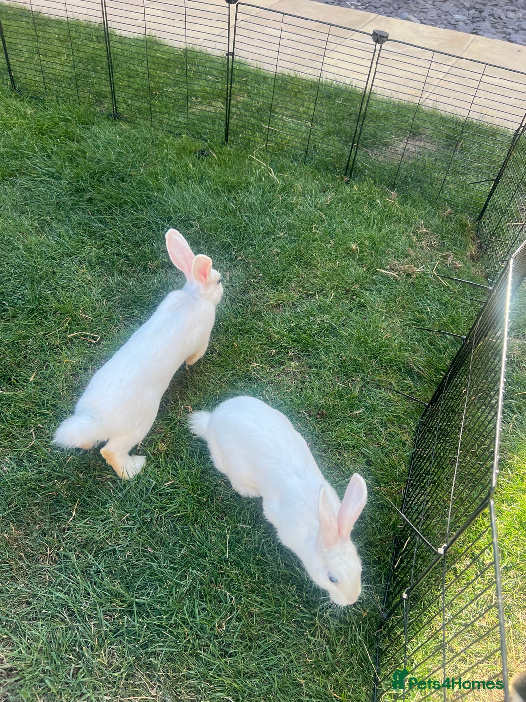 Mixed Breed rabbits for sale: Stunning blue eyed four bunnies ready for new home - Image 8