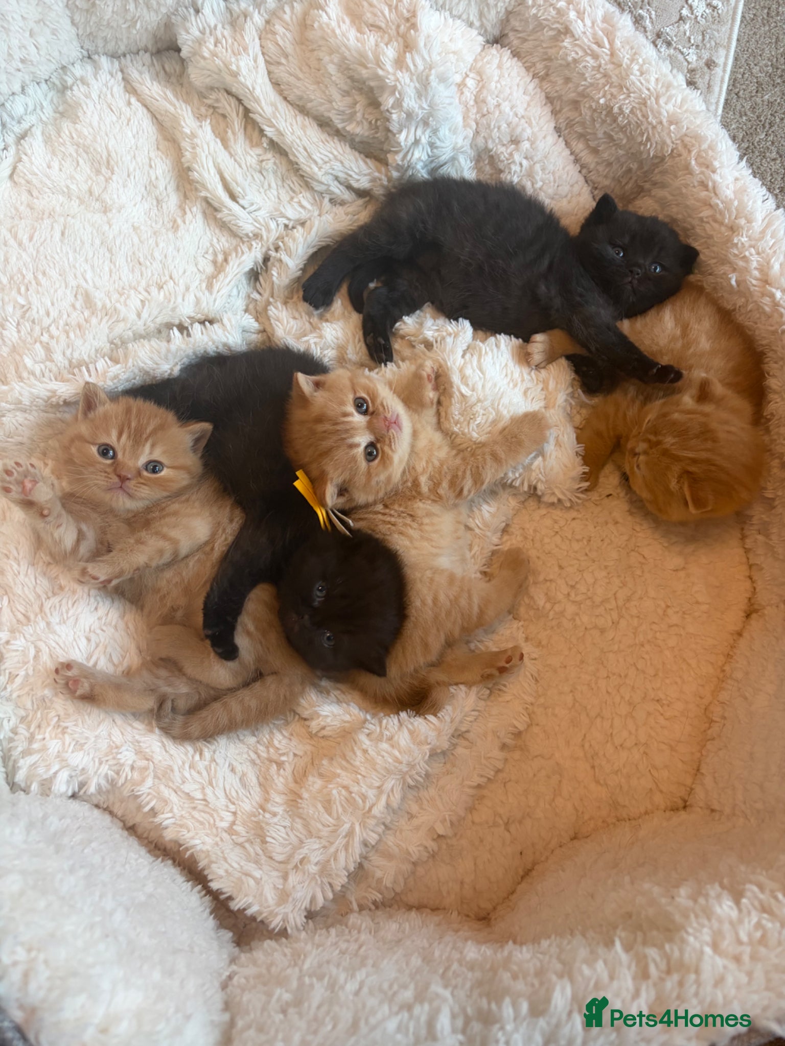 British Shorthair cats for sale: British Shorthair Kittens from Champion Parents  - Advert 1