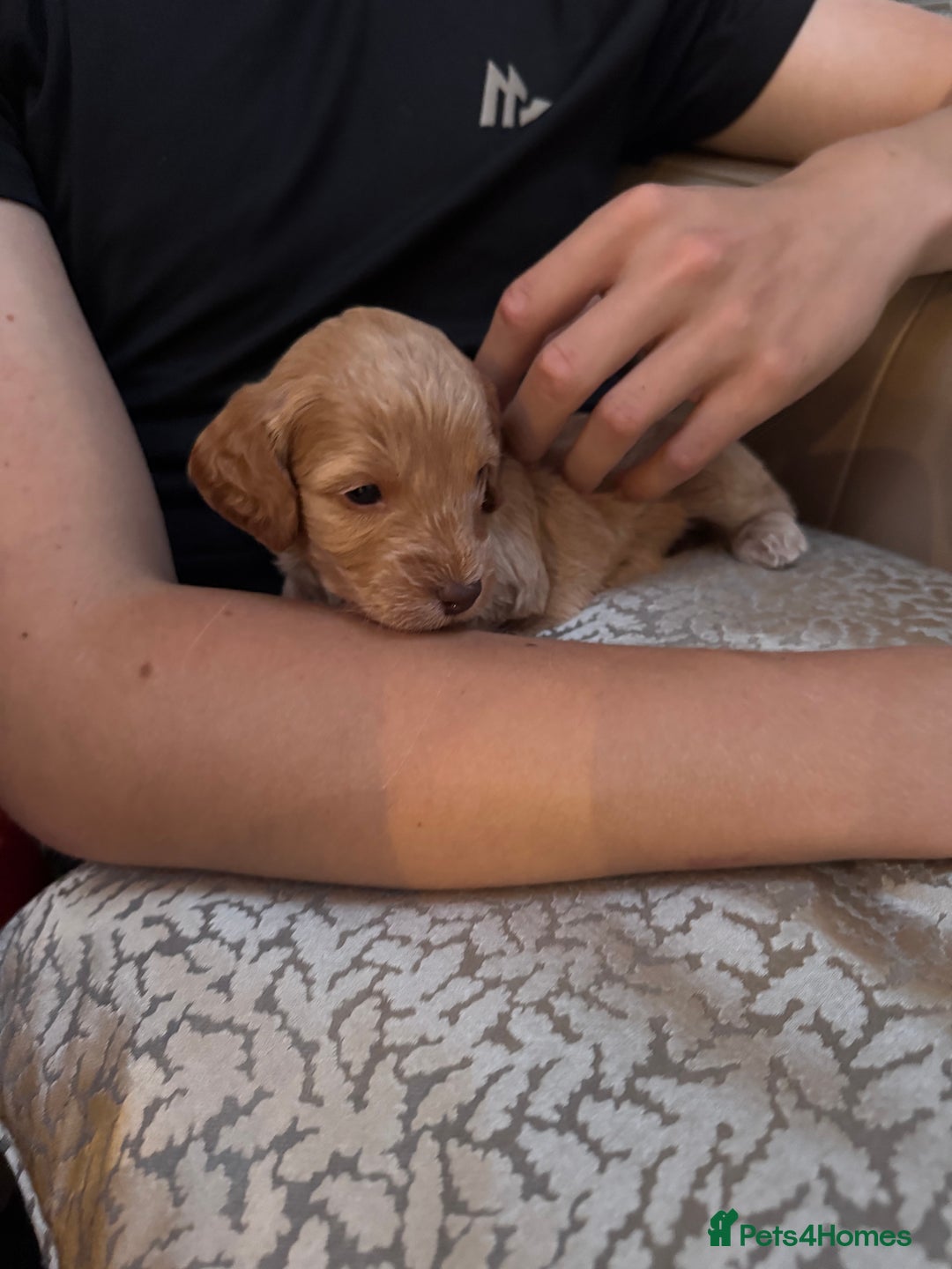 Cockapoo dogs for sale: Adorable cockapoo puppies for sale  - Image 28