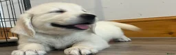Golden Retriever dogs for sale: KC Old English Cream Golden Retrievers - Advert 5