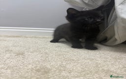 British Shorthair cats for sale: Beautiful British Shorthair kitten for sale  - Image 2