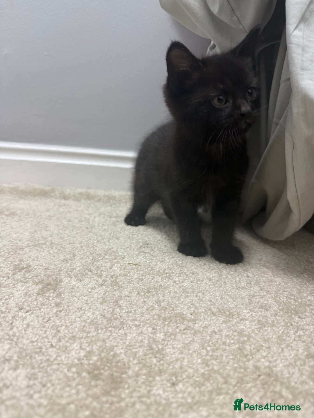 British Shorthair cats for sale: Beautiful British Shorthair kitten for sale  - Image 2