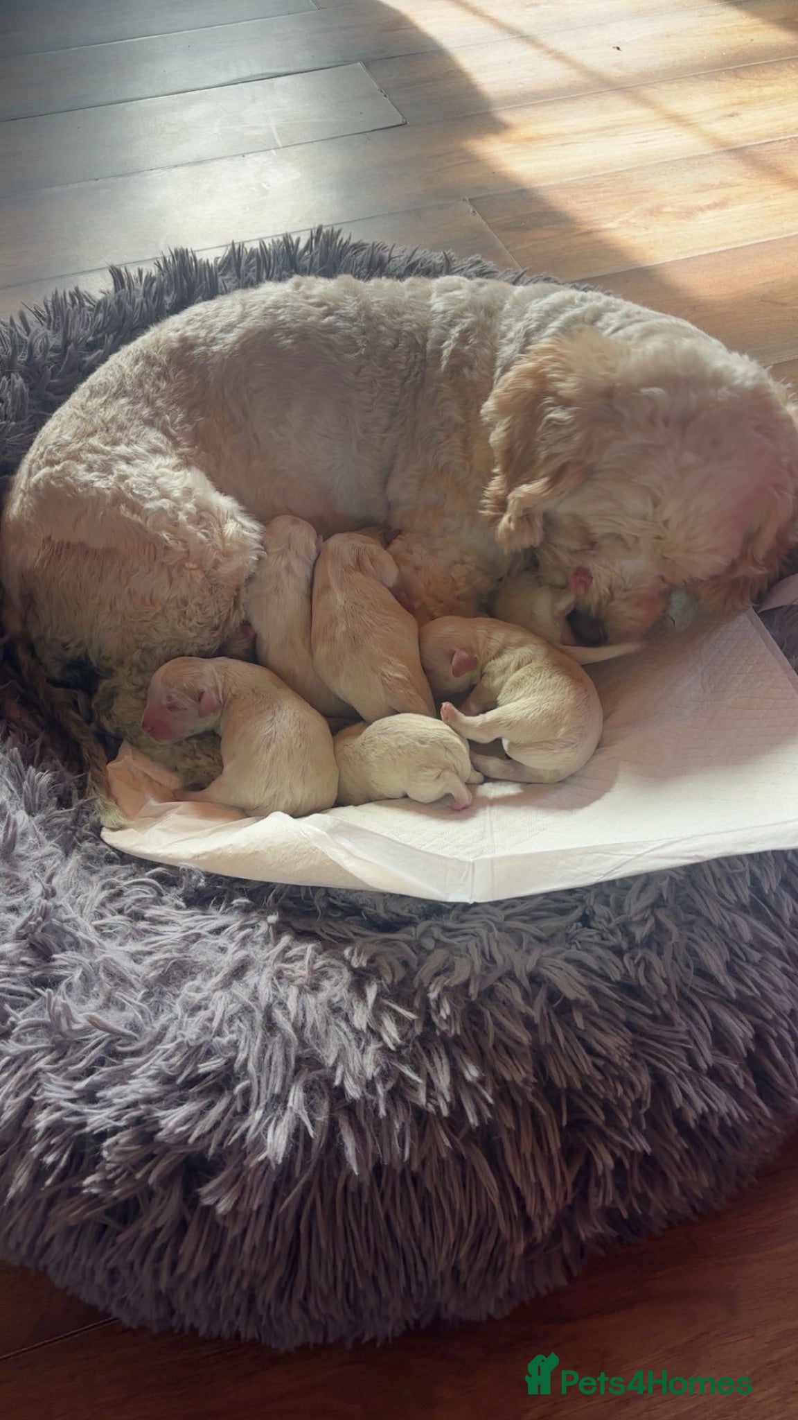 Cavachon dogs Cavachon pups  - Advert 16