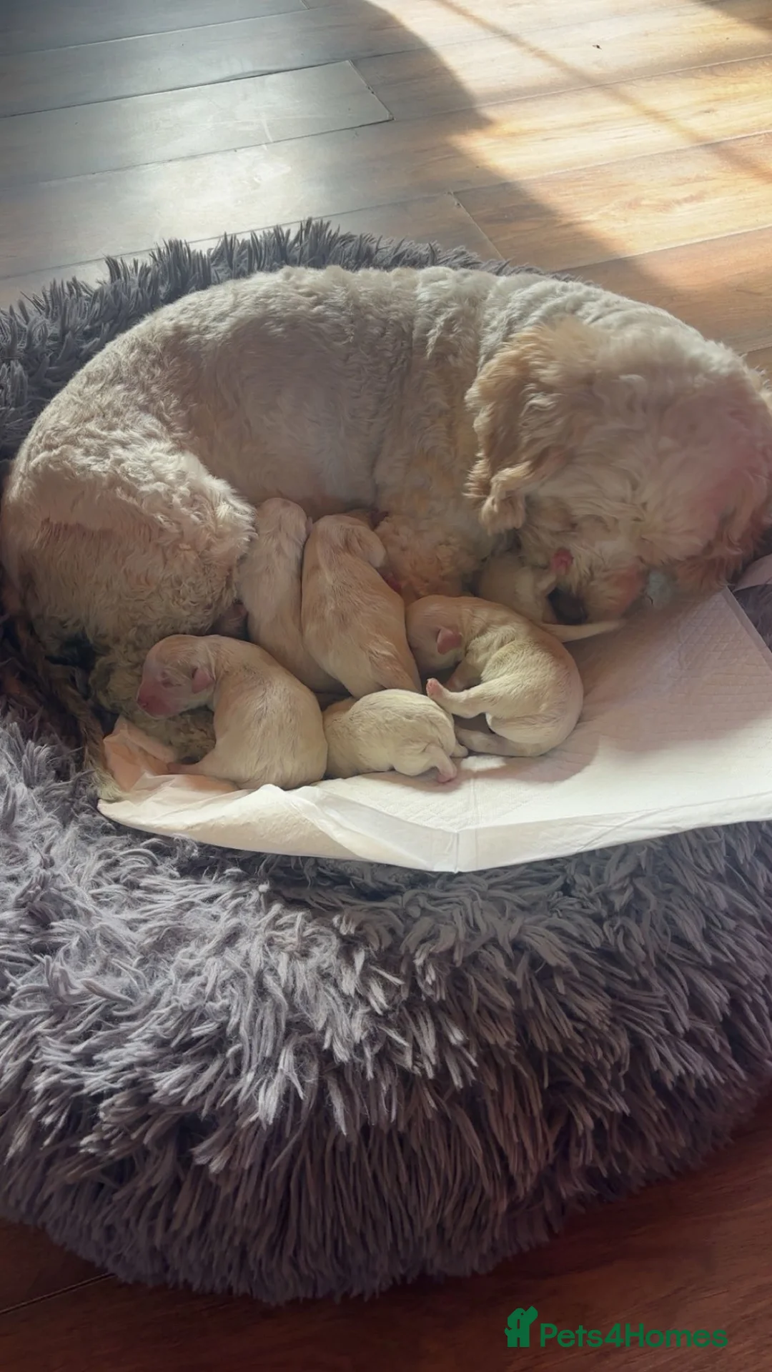 Cavachon dogs for sale: Cavachon pups  in Omagh - Advert 1