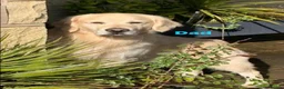 Golden Retriever dogs for sale: Our Beautifil KC registered Golden Retriever   in Leeds - Advert 19