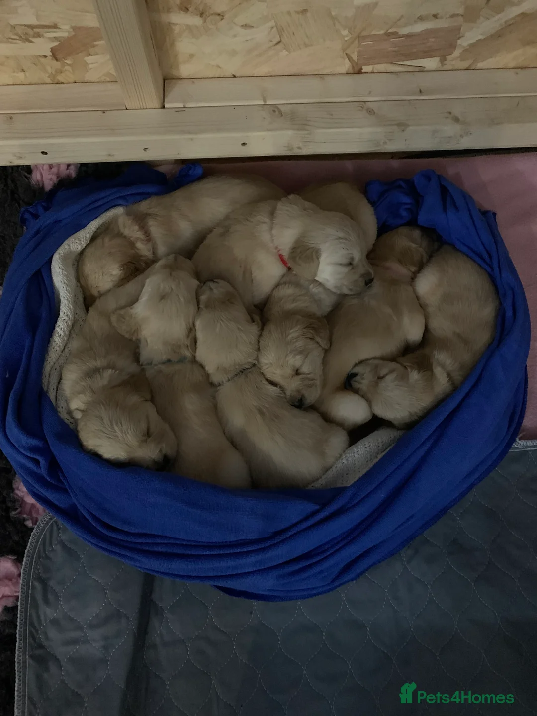 Golden Retriever dogs for sale: Beautiful Golden retrievers  - Advert 7