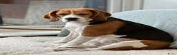 Beagle dogs for stud: Pure beagle for stud  in Warwick - Advert 11