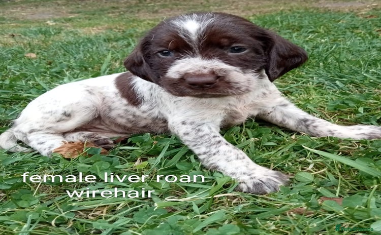 Mixed Breed dogs - Advert 4