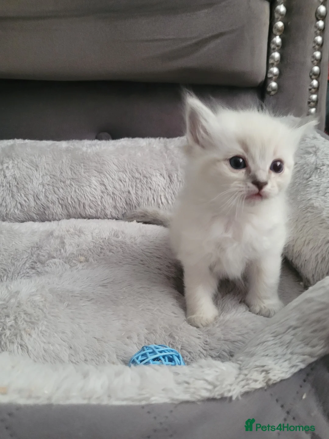 Ragdoll cats for sale: Ragdoll Kittens 🩷 - Advert 8