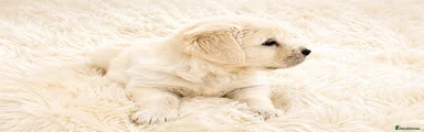 Golden Retriever Puppy 4