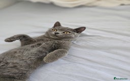 British Shorthair cats for sale: British Shorthair  - Image 10