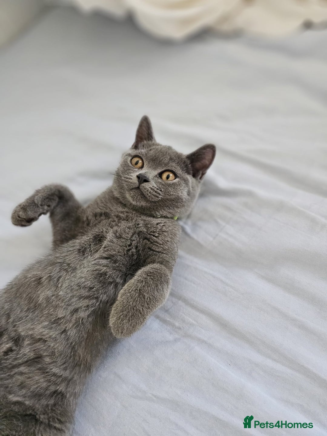 British Shorthair cats for sale: British Shorthair  - Image 10