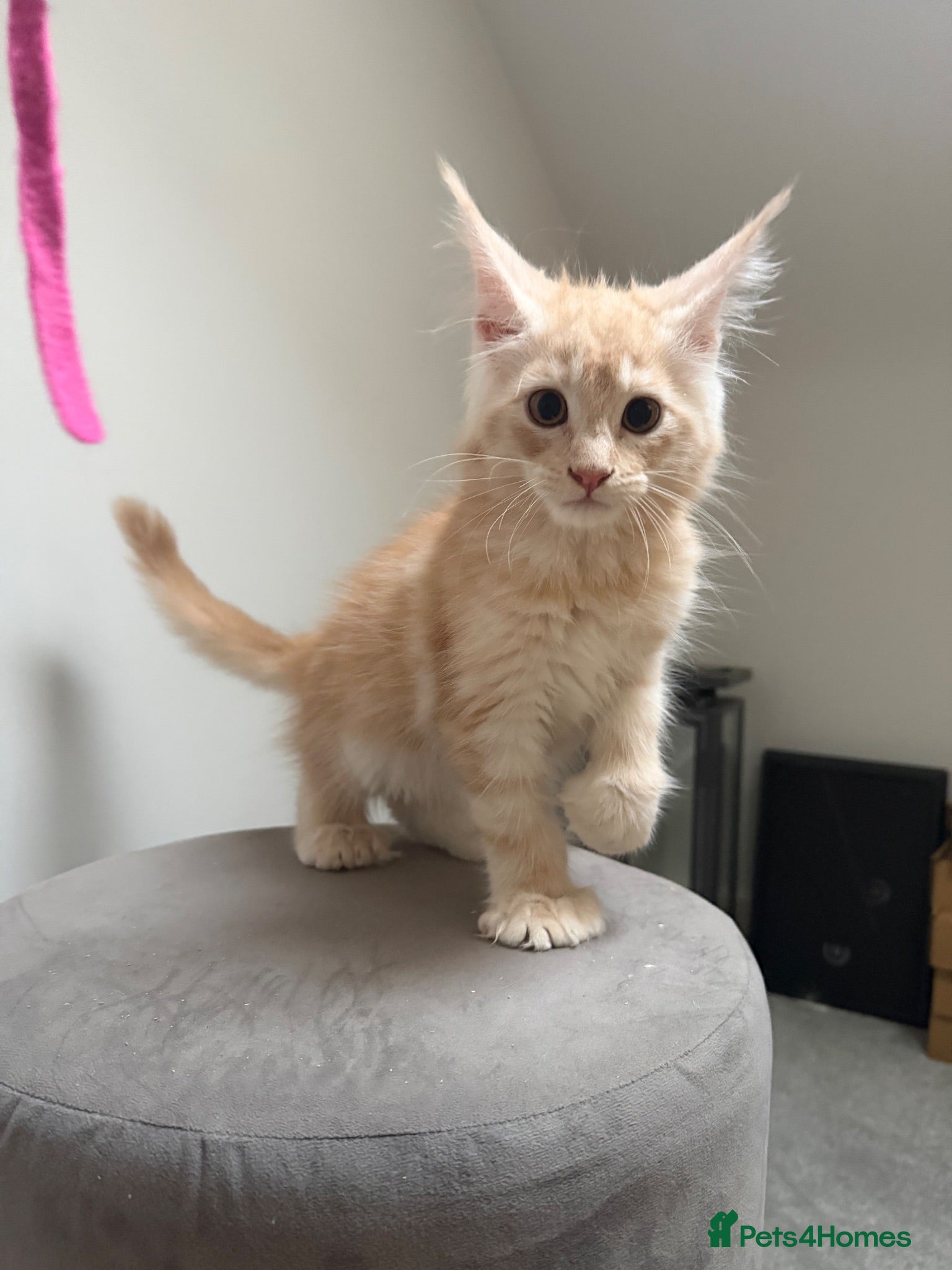 Maine Coon cats Poly and non poly ready now  - Advert 1