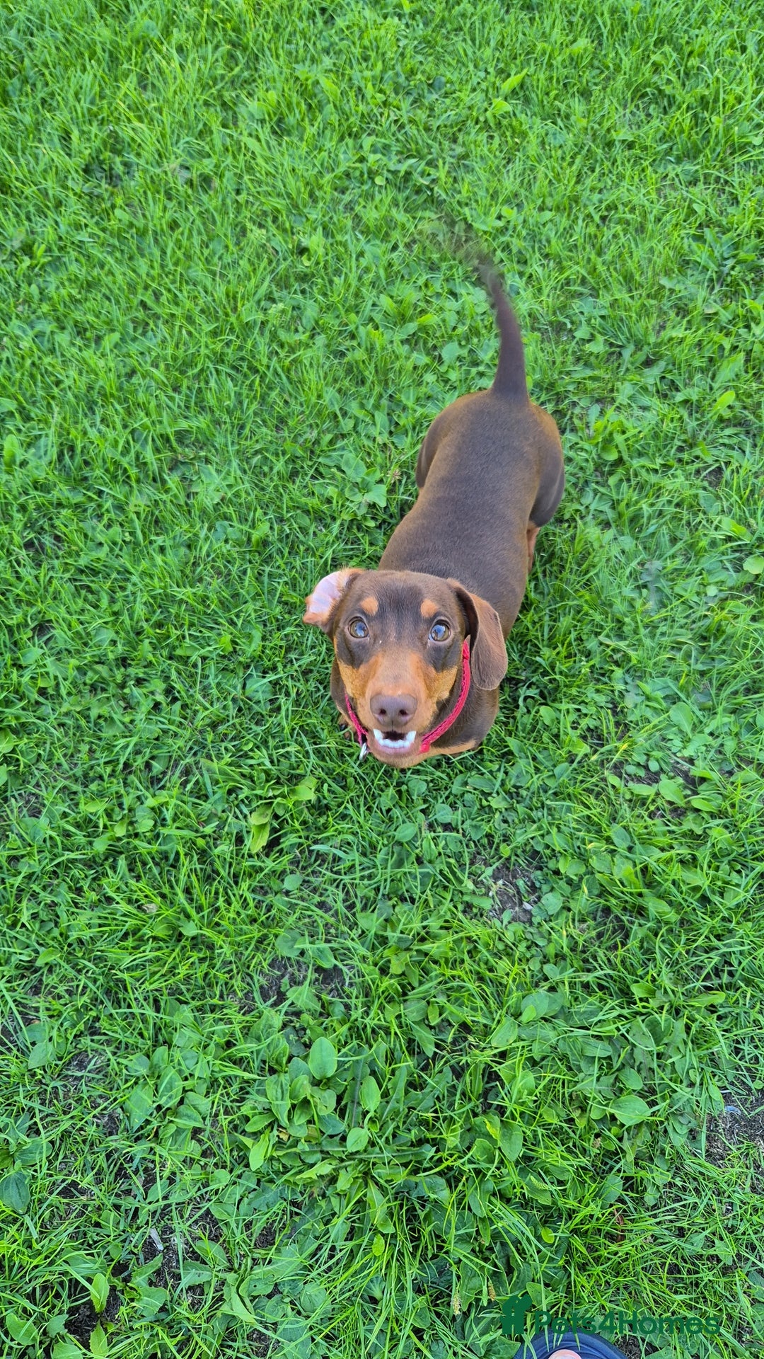 Miniature Dachshund dogs for stud: STUD available  - Image 16