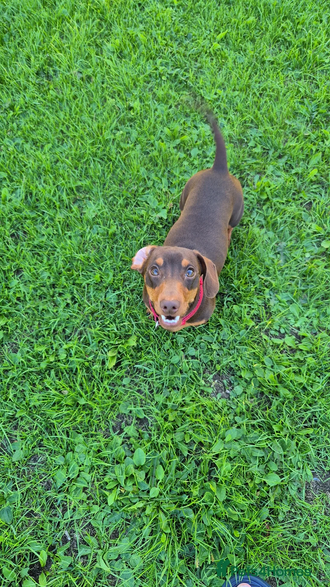 Miniature Dachshund dogs for stud: STUD available  - Advert 14