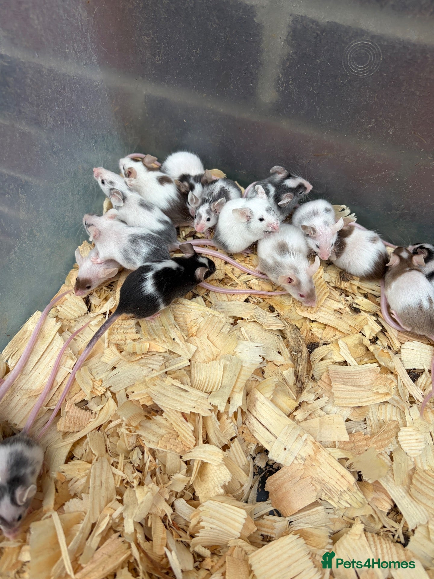 Mouse rodents Fancy mice for sale  - Advert 1