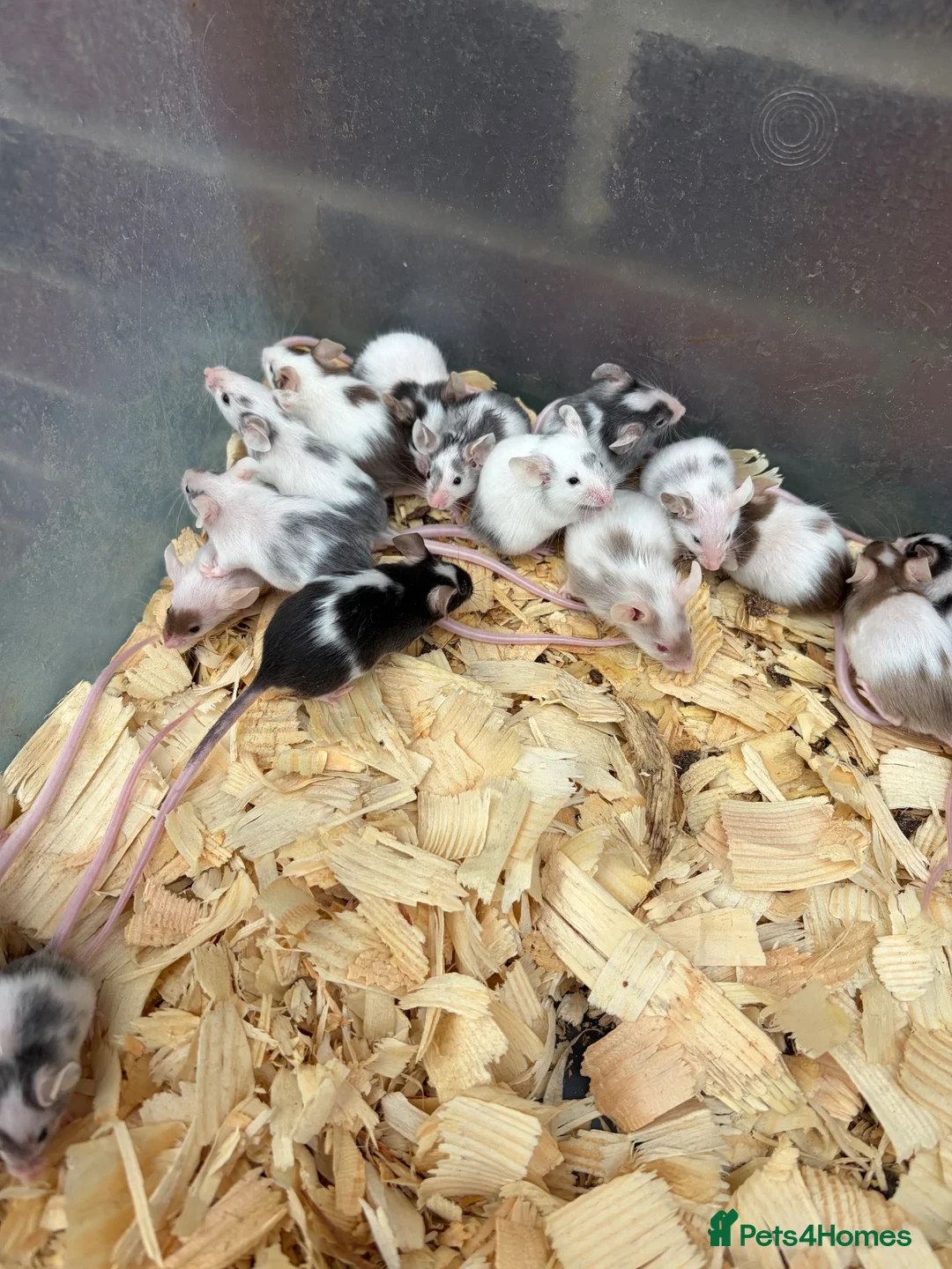 Mouse rodents for sale: Fancy mice for sale  - Advert 1