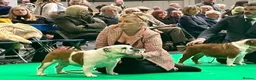 English Bulldog dogs for sale: Double CRUFTS winners bred bulldog puppies  - Advert 13