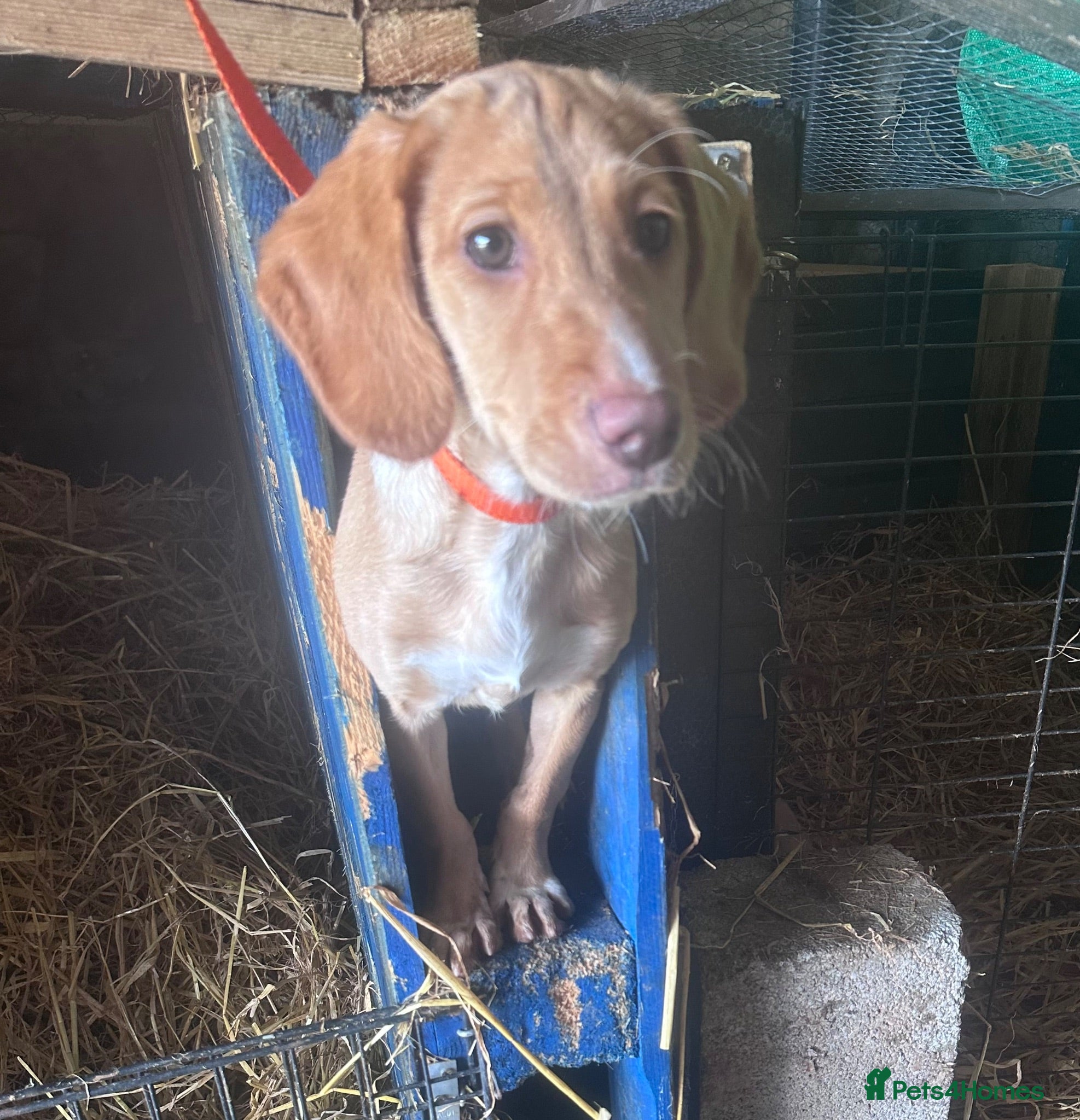 Cockerdor dogs Adorable Cocker Spaniel x Labrador - Advert 5