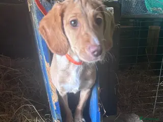 Cockerdor dogs Adorable Cocker Spaniel x Labrador - Advert 5