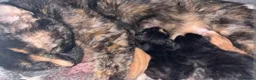 Mixed Breed cats for sale: 3 beautiful kittens ready now  - Advert 10