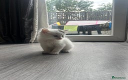 Maine Coon cats for sale: Kittens for sale  - Image 19