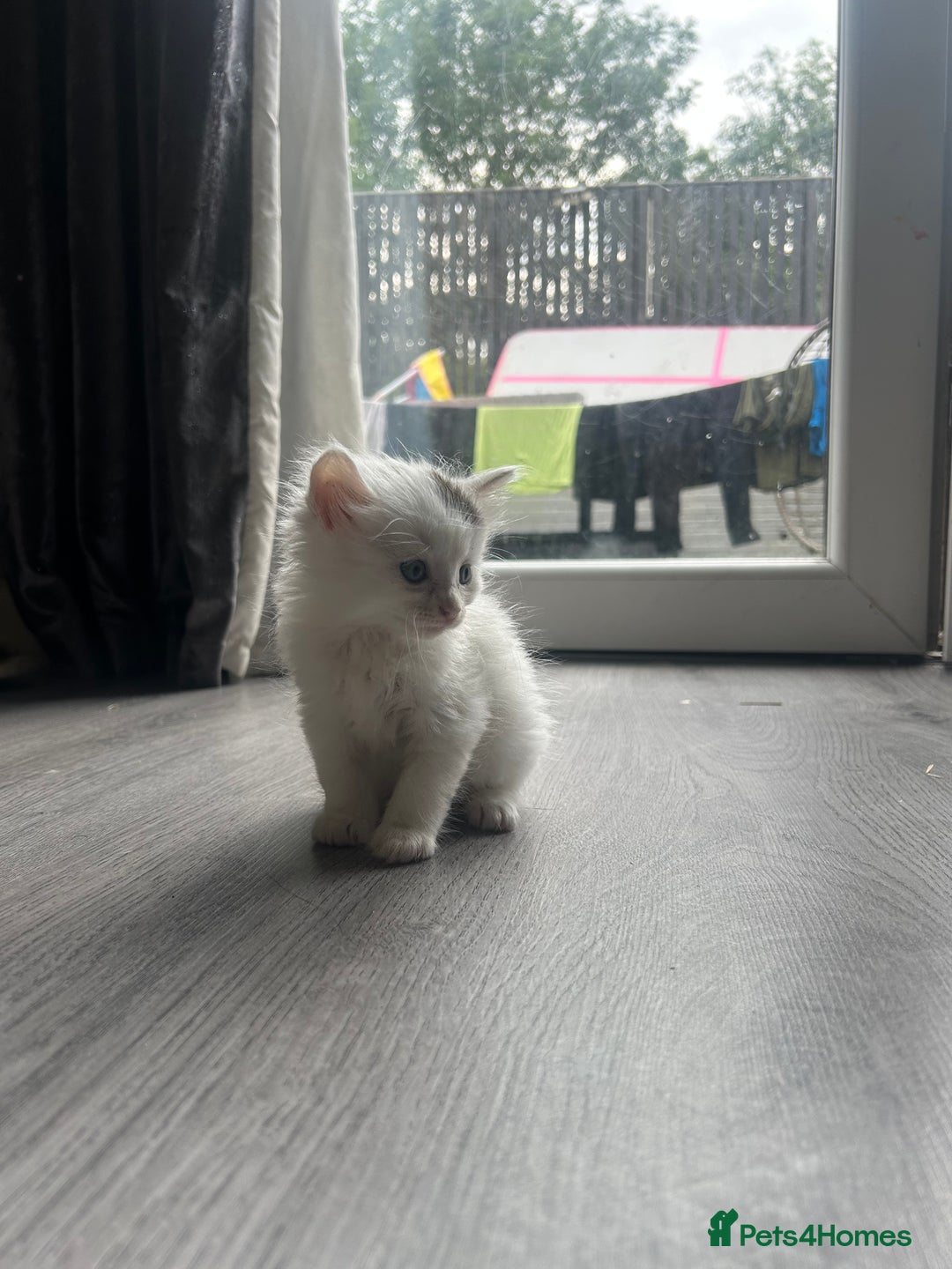 Maine Coon cats for sale: Kittens for sale  - Image 19