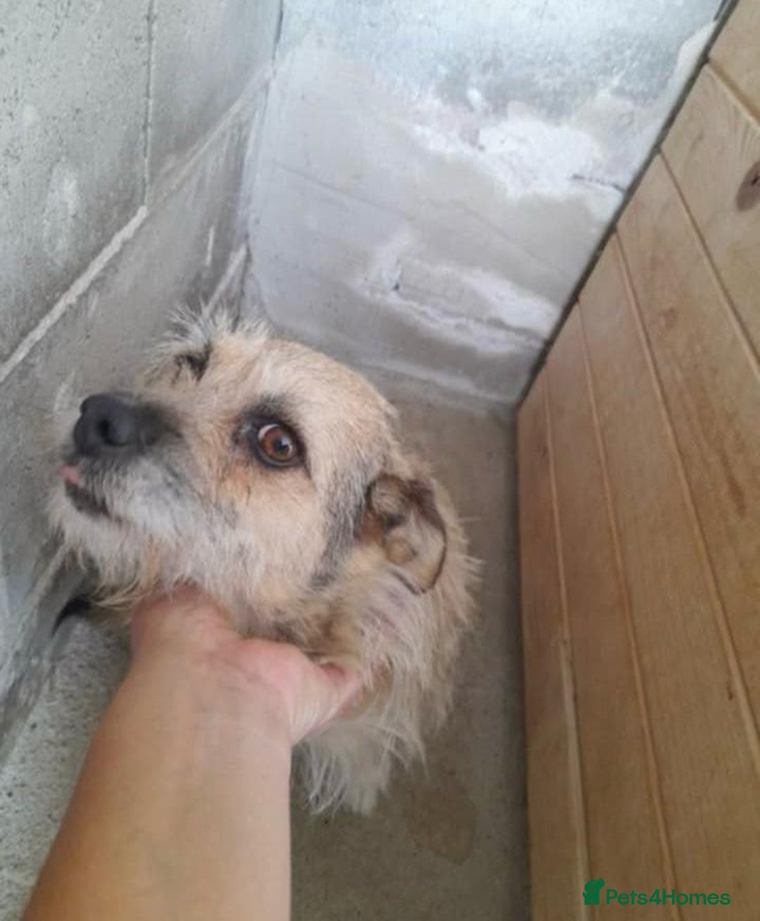 Mixed Breed dogs for adoption: Charlotte approx 6 yr old. Available for adoption. - Image 9