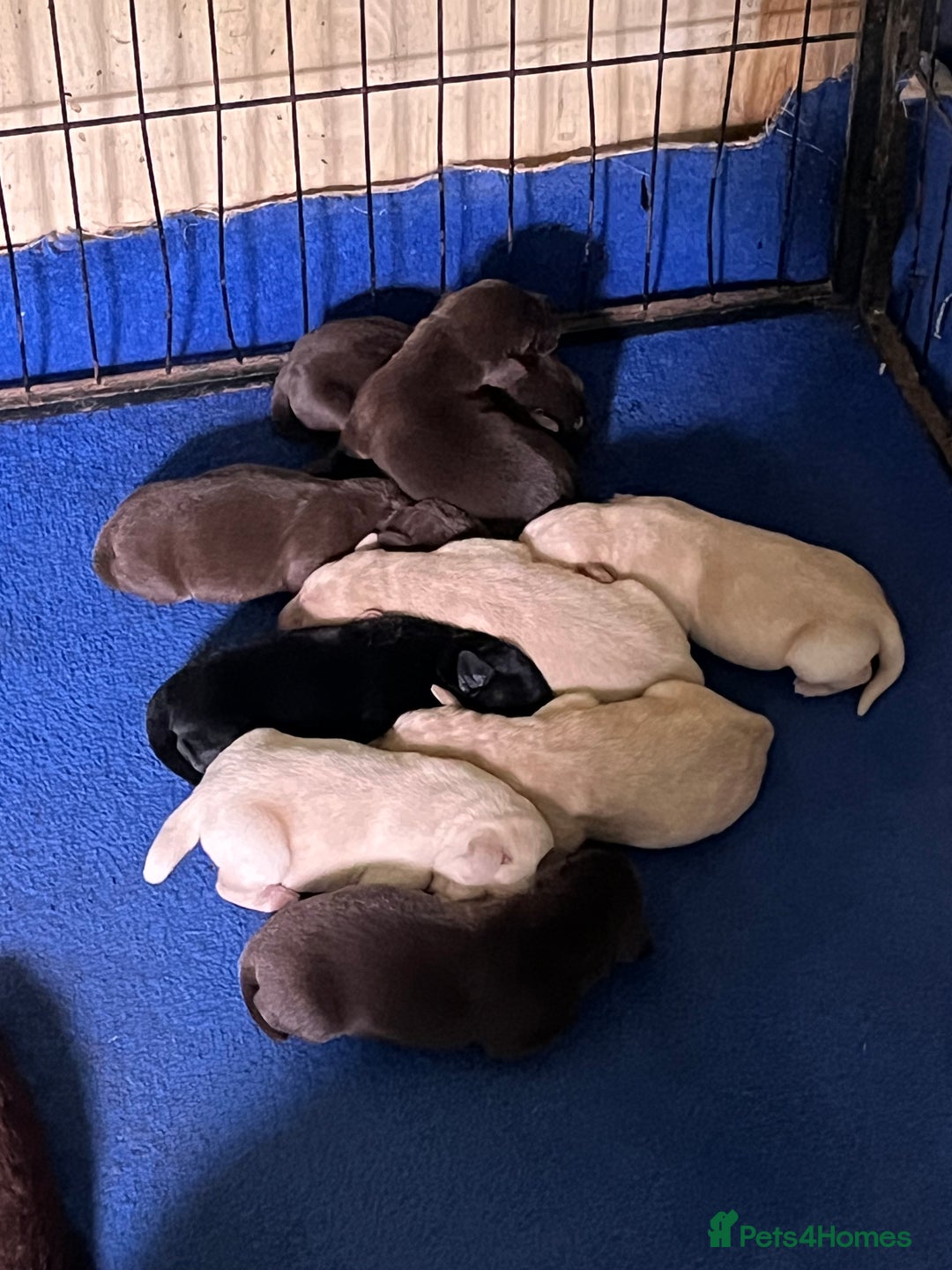 Labrador Retriever dogs for sale: Labrador puppies - Advert 2