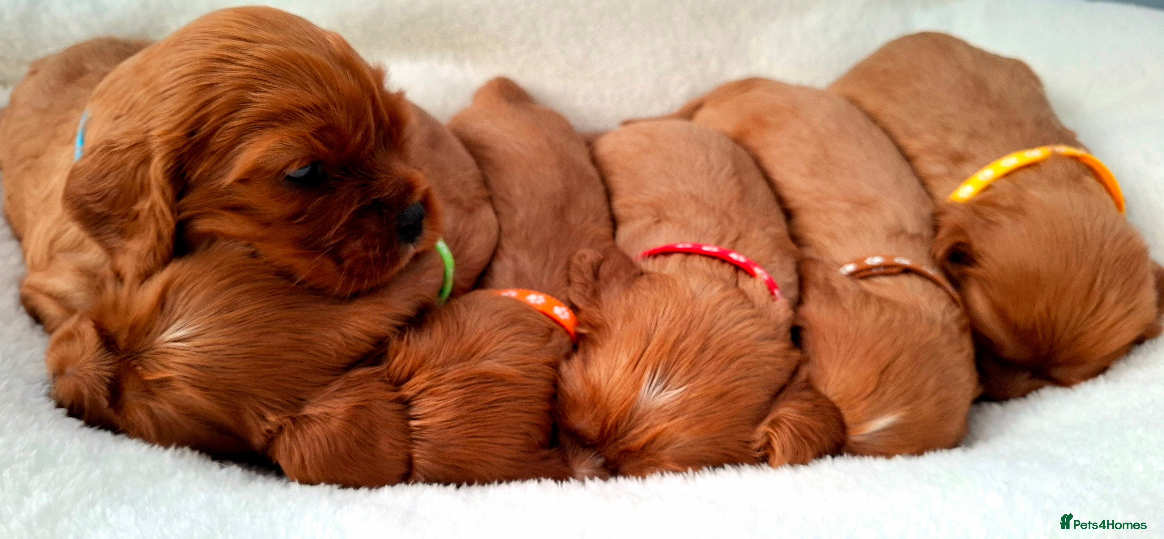 Cavalier King Charles Spaniel dogs 🥇❤️Beautiful Cavalier King Charles Spaniel 🐾⭐️ - Advert 8