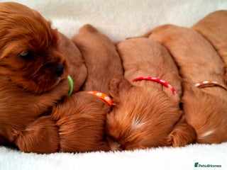 Cavalier King Charles Spaniel dogs 🥇❤️Beautiful Cavalier King Charles Spaniel 🐾⭐️ - Advert 8
