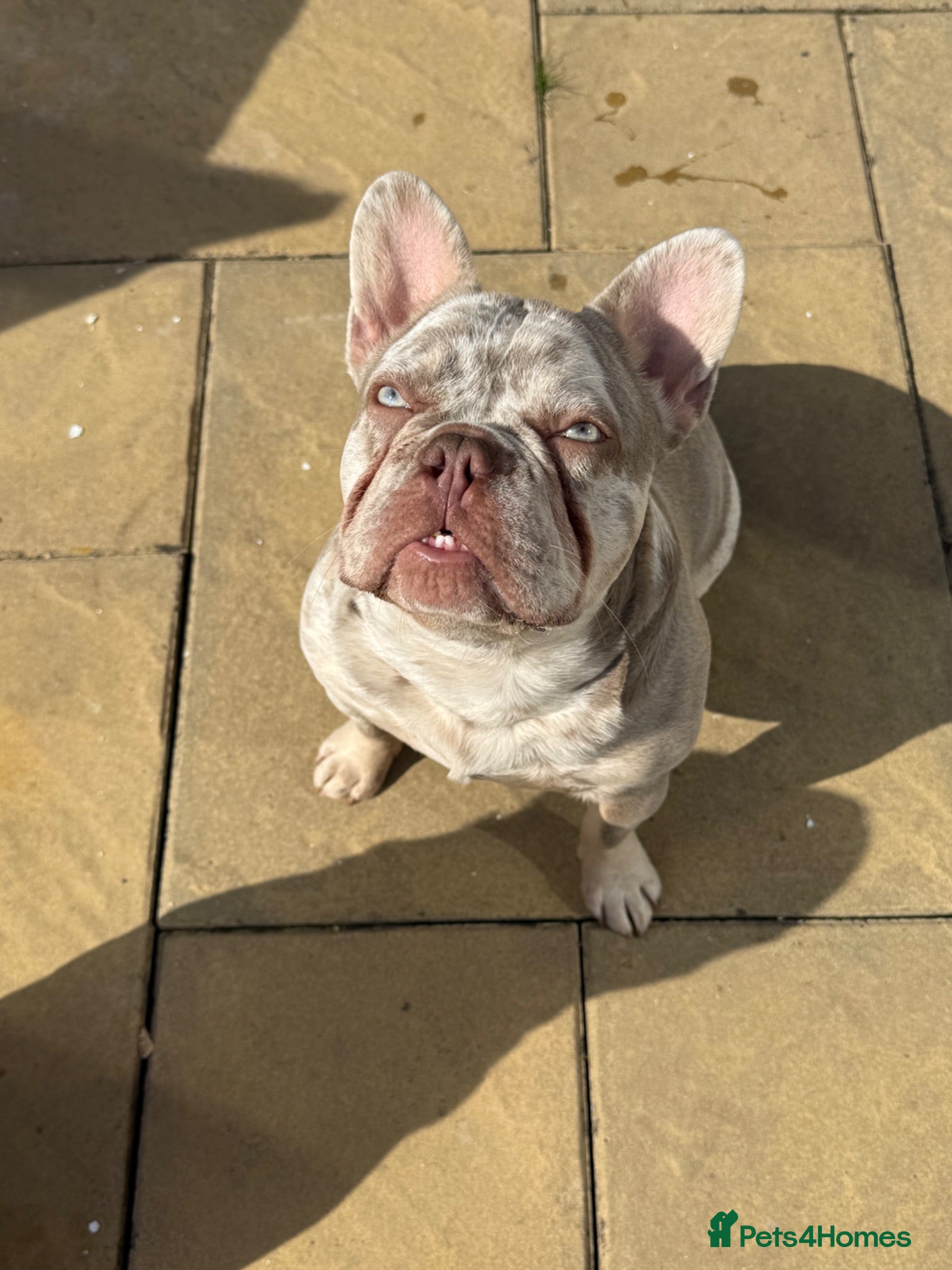 French Bulldog dogs Lovely 8month old French Bulldog - Advert 1