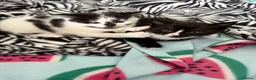 Mixed Breed cats for sale: Beautiful kitten  - Advert 4