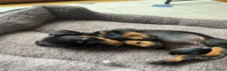 Miniature Dachshund dogs for sale: Miniature dachshund 3 boys 5 girls - Advert 20