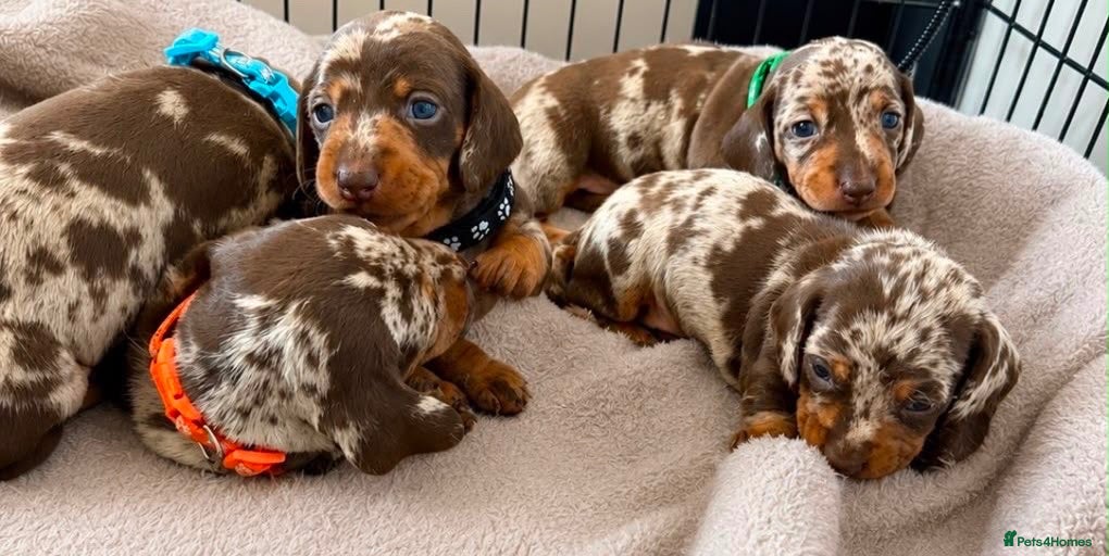 Miniature Dachshund dogs Miniature Dachshund Puppies  - Advert 5