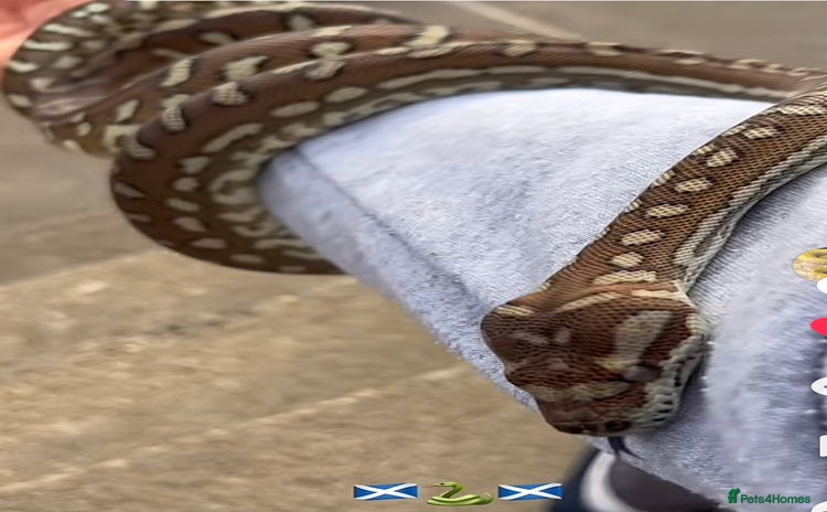 Snake reptiles - Advert 1